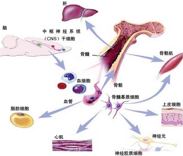 p>干细胞生物工程是利用干细胞在一定条件下进行分化,形成任何类型的